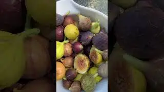 Which Fig Tastes the Best? #fig #figtree #figboss #gardeningtips #fruittrees