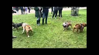 English British Bulldog Monthly Meet-up Hyde Park London England Uk