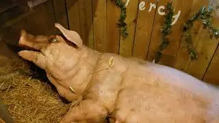 Animatronic Old Mc Donalds Farm walk through at Gulliver's Kingdom Matlock Bath. August 2020.