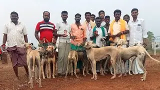 நாட்டு இன நாய்கள் உரிமை மீட்பு மாநாடும் கண்காட்சி