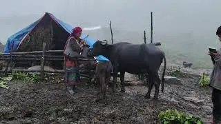 Nepali mountain village life rainy day sheep shepherd life organic food 