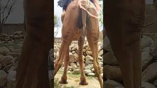 Camel peeing style, camel peeing video#camel #camels #nature #naturelovers