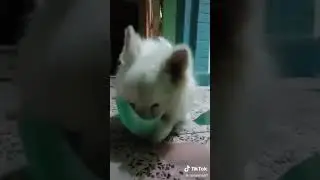 Dog wearing a mask knowing someone is sneezing || very funny video