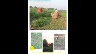 ।आज कापला घास।@Poonam kadam
