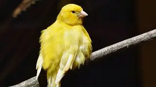 Canary whistle