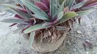 ABACAXI ROXO 💜 LINDAS FOLHAGENS DE SOL PLENO