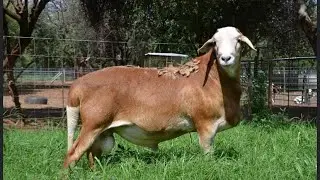 MeatMaster Sheep - Breed