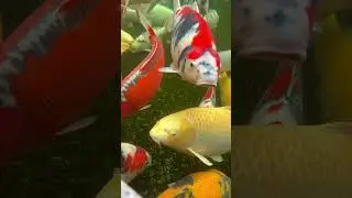 Inside the famous koi pond at Maruhiro Koi Farm 🐟