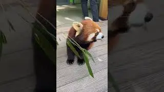 #redpanda #redpandas #boredpanda #pandared #pandainspired #redvioletpanda