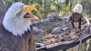 Eagle Dad brings on more fish, Mom on alert mode | Dade County Eagle | Jan 6, 2026
