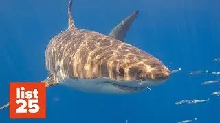 25 CRAZY Shark Facts You Can Sink Your Teeth Into - Happy Shark Week!