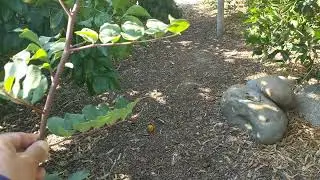 Размножение Рожкового дерева воздушными отводками