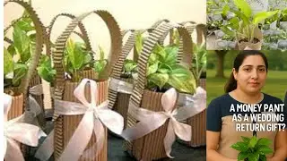 Green Gift from Wedding 🎁 Money Plant Unwrap | Short Video
