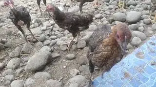 Spira Feed buat ayam cepet montok panen