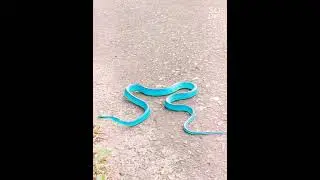 #bluesnake #snake #snakevideo #snakes #snakebite #snacksrecipe #taiwansnake #bluesnakes