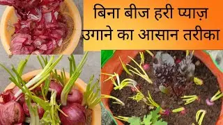 Easy way to grow green onion without seeds Grow Green Onion from Onion Kitchen Garden Tips:/ferti...