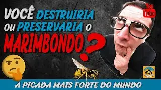 ⚠️MARIMBONDOS! Saibam TUDO sobre eles !🦟️😲🐾