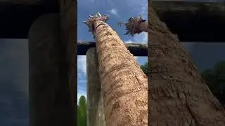 Huge Florida Sabal Palms Thick trunks