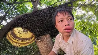Tran Cong went into the forest to find bees and wild fruits to sell at the market to earn money.