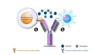 How Linvoseltamab Works: A Breakthrough Treatment for Multiple Myeloma