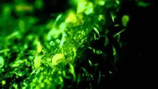 Aculops ailanthi on Ailathus altissima.wmv