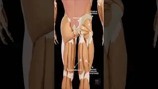 A detailed 3D animation of the posterior thigh and gluteal muscles #anatomy #3danimation #3danatomy