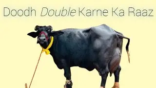 Doodh Double Karne Ka Raaz | Milk Production Increase Formula | Dairy Farm Best Tips | Irfan Sial