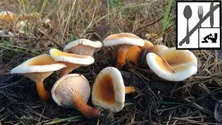 Lis&oacute;wka pomarańczowa&nbsp;(Hygrophoropsis aurantiaca)Jaworzno 30.10.2018