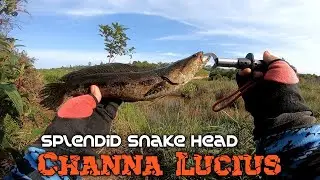 CASTING IKAN KIHUNG KALIMANTAN || IKAN BUJUK || CHANNA LUCIUS