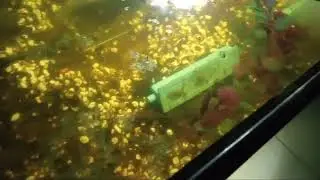 Growing azolla water plant in a 10 gallon fish tank