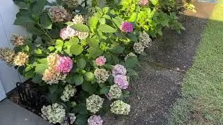 Zone 9B Garden Tour | July Backyard Flowers, Hydrangeas & Summer Bloom Guide