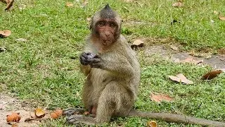 Orphan girl Jessie's very happy and enjoy with fruit from tourist / Monkey post