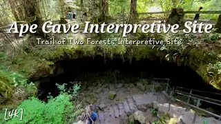 Visited Ape Cave Interpretive Site,  Trail of Two Forests & View of Mount St. Helens National Volca.