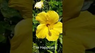 Hawaiian State Flower #shorts Yellow Hibiscus @TheHappsters