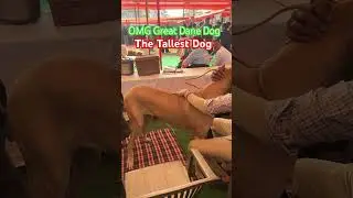 THE GREAT DANE -THE TALLEST DOG #greatdane #doglover #youtube #greatdanedog #youtube #shorts #omg