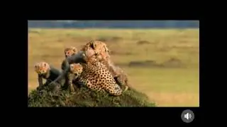 African Cats Blu-ray DVD Commercial 2011