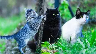 Excited Cats Exploring Beautiful Garden | Windy Day | Natural Soundscape in 4K