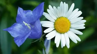 РОМАШКА / Разбор на гармони