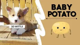 DOG WARPS TO PUPPY! #dogs #cute