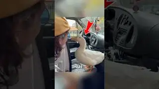 Everyone is celebrating this duck
