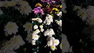 #nurserylive #gardenplants #garden #sharmanursery #gardenflowers #gardentrees #love #sharmanursery