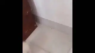 Cat so happy he run into wall