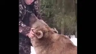 Bear getting a warm massage