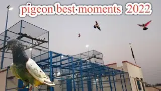 Jeath 2022 Towrnament Best Moment Kabootar Ki Achi Parfamence