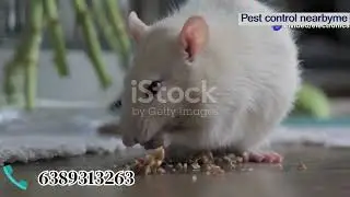 मुंबई में कीट नियंत्रण सेवाओं की व्यापक गाइड - pest control nearbyme #pestcontrol #mumbai