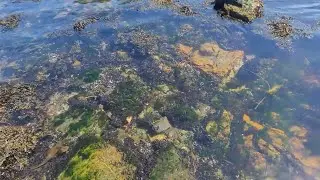 The Wonderful Tide Pools of Maine