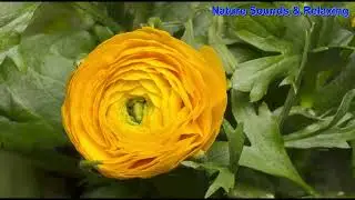 Relaxing nature sounds for sleep, tress #realaxingmusic