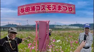 継承が難しい？それでも！「千葉県香取市 与田浦コスモスまつりドキュメンタリー」魅力は永遠に続く！ドローン男子空撮