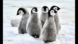 In Search of the Emperor Penguin:  Nov 2026 Trip Info Session
