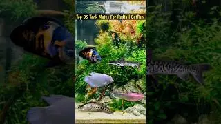Top 05 Tank Mates For Redtail Catfish😘 #shorts